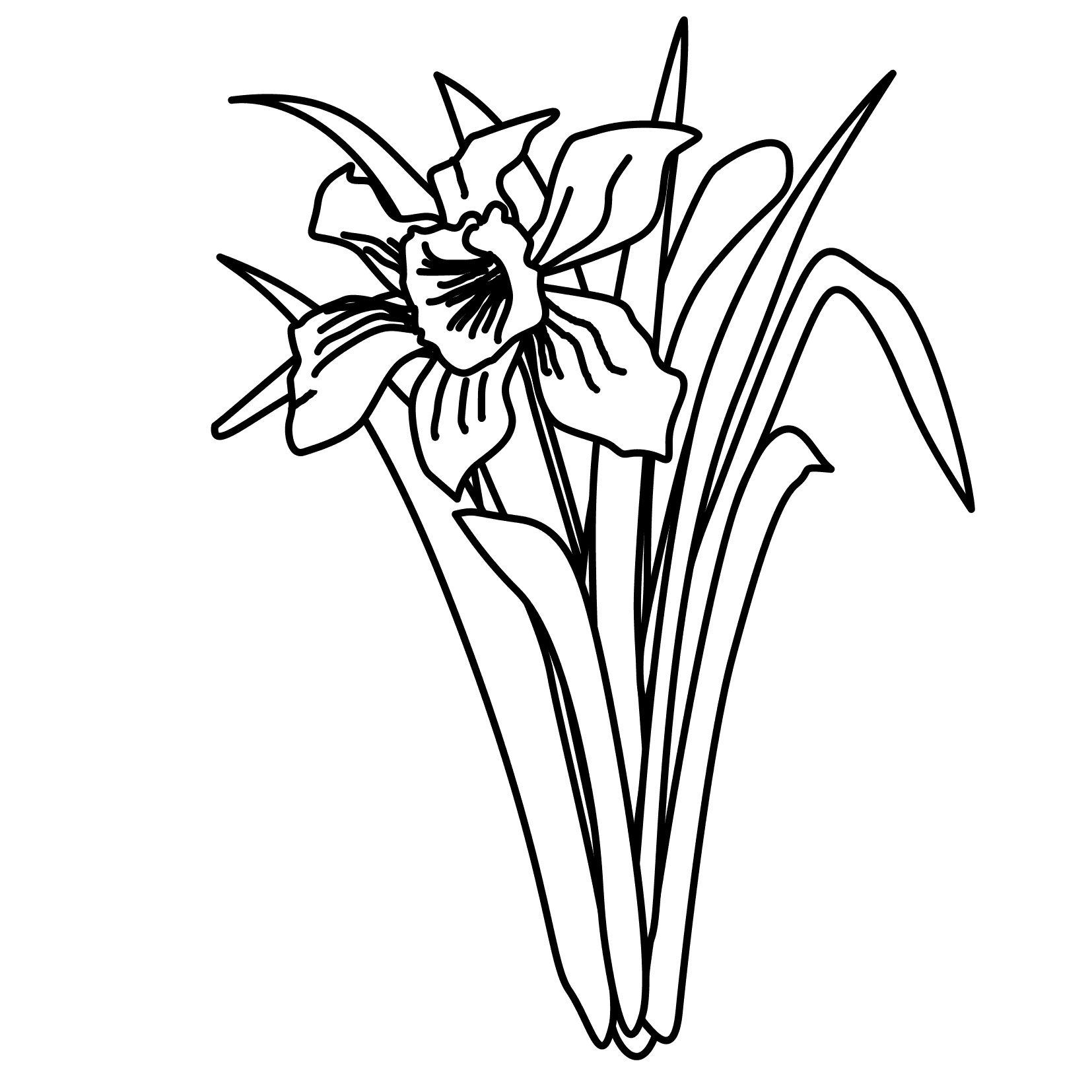 daffodil flower coloring pages - photo #16