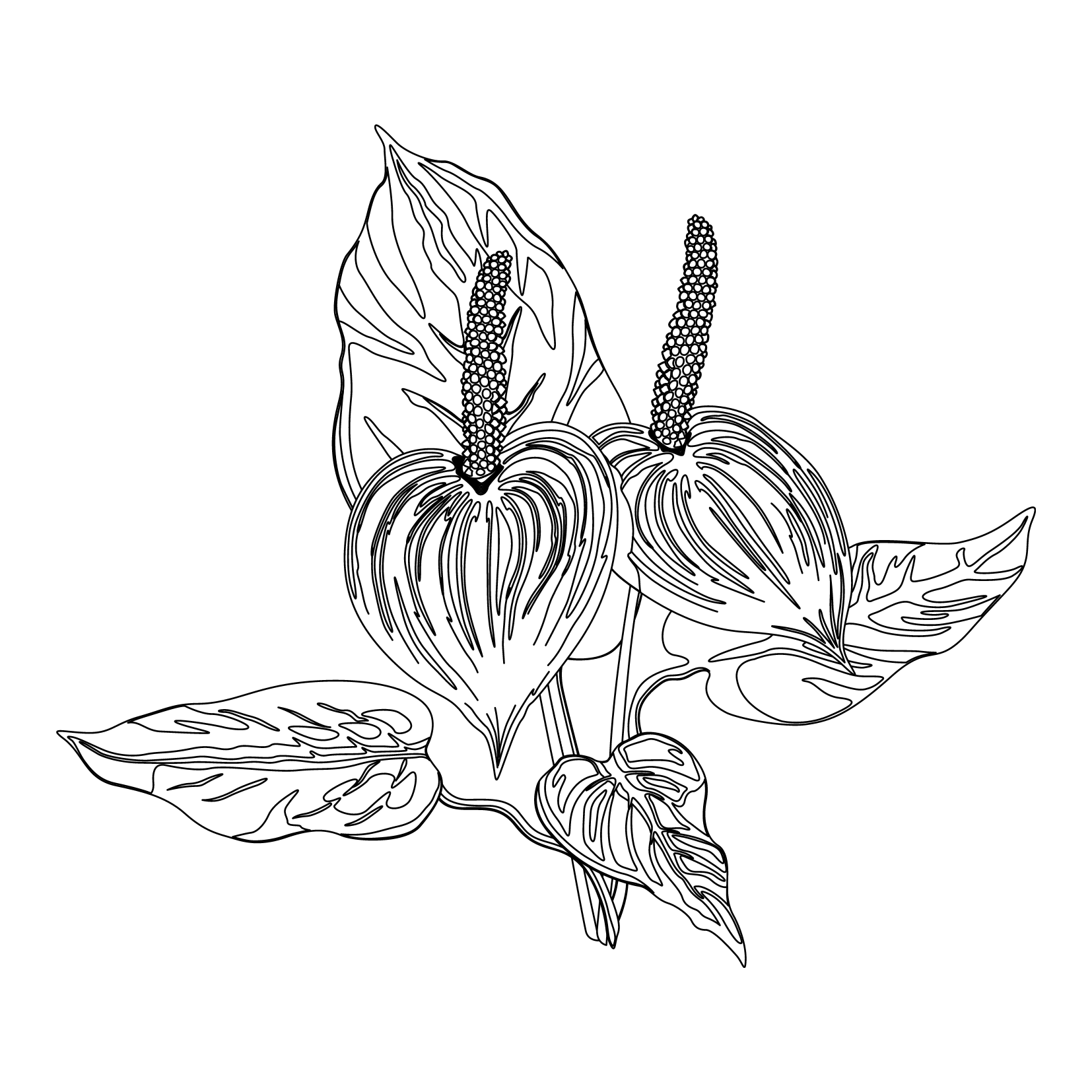 coloring pages flowers  free downloads