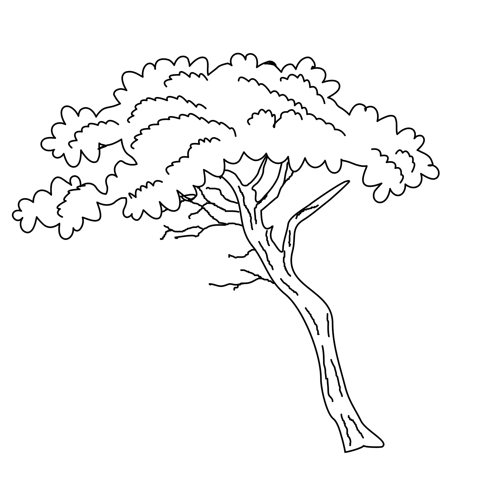 African Acacia Tree Drawing Sketch Coloring Page African Acacia Tree Drawing Sketch Coloring Page